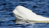 Norwegen: Belugawal in Fluss bei Oslo gesichtet