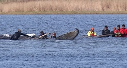 Transport in Richtung Nordsee geplant: Buckelwal in Frachtkahn geschwommen