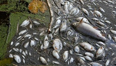 Umweltkriminalität soll künftig härter bestraft werden können