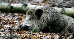 Anhänger mit acht Wildschweinkadavern auf Wanderparkplatz: Polizei ermittelt