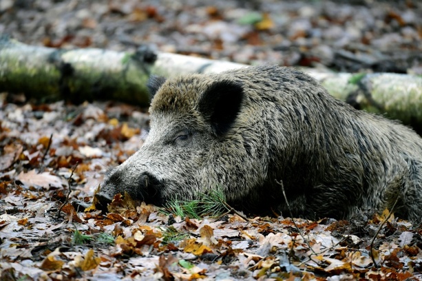 Bild vergr&ouml;&szlig;ern: Anhänger mit acht Wildschweinkadavern auf Wanderparkplatz: Polizei ermittelt
