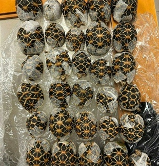 Bild vergr&ouml;&szlig;ern: Reisende mit 30 Schildkröten unter der Kleidung am Bangkoker Flughafen erwischt