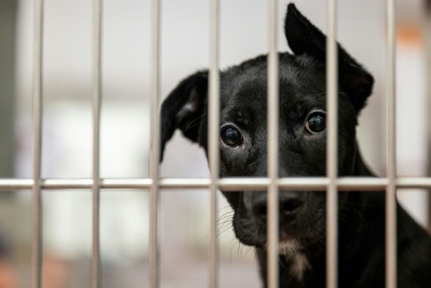 Bild vergr&ouml;&szlig;ern: Gericht: Mangelhaft gehaltene Hunde dürfen von Amts wegen verkauft werden
