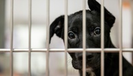 Gericht: Mangelhaft gehaltene Hunde dürfen von Amts wegen verkauft werden