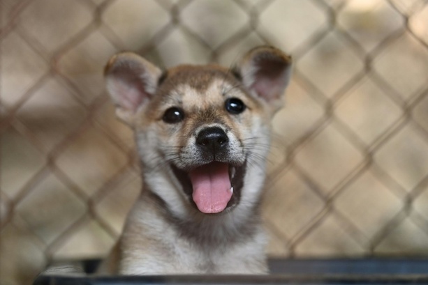 Bild vergr&ouml;&szlig;ern: Tierschützer: Illegaler Heimtierhandel nimmt zu - Hunde am häufigsten gehandelt