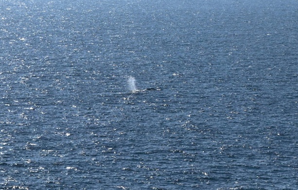 Bild vergr&ouml;&szlig;ern: Nicht genug Kraft: In Nordsee gebrachter Wal laut Experten wahrscheinlich tot
