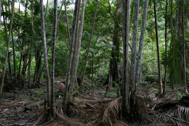 Bild vergr&ouml;&szlig;ern: Studie: Abholzung macht Amazonas deutlich anfälliger für Klimaschäden als gedacht