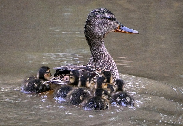Bild vergr&ouml;&szlig;ern: Entenküken aus Regenwasserrohr in Dresden gerettet