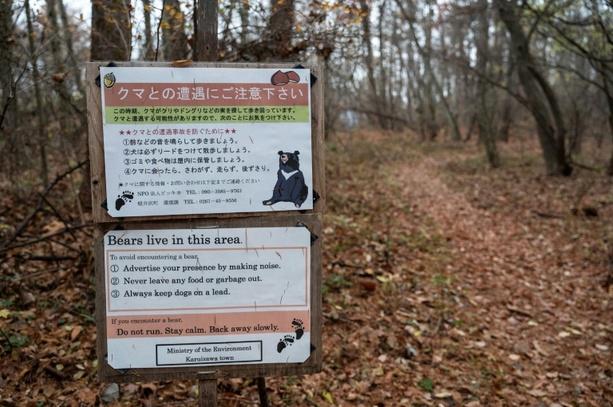 Bild vergr&ouml;&szlig;ern: Zahl der Bären-Sichtungen in Japan binnen zwei Jahren mehr als verdoppelt