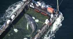 Gewissheit nach aufwendigen Rettungsversuchen: Toter Wal vor Dänemark ist 