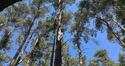 Waldzustand in Deutschland bleibt kritisch