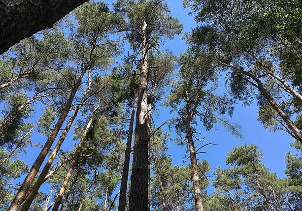 Bild vergr&ouml;&szlig;ern: Waldzustand in Deutschland bleibt kritisch