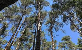 Waldzustand in Deutschland bleibt kritisch