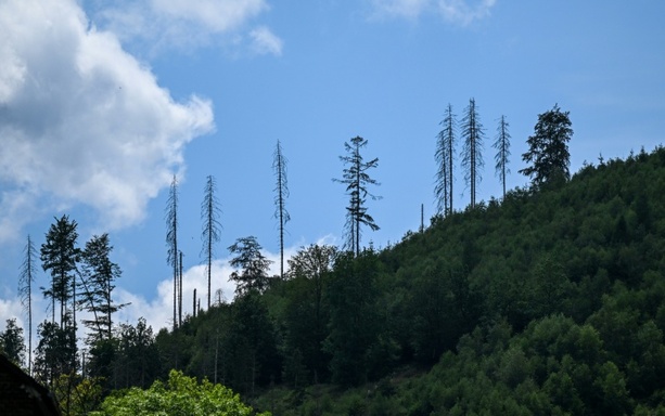 Bild vergr&ouml;&szlig;ern: Zustand deutscher Wälder unverändert schlecht - Umweltverbände kritisieren Rainer
