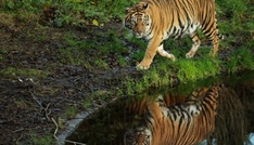 Nach Tiger-Vorfall in Sachsen: Zoo-Verband gegen Haltungsverbot für Privatleute