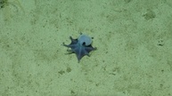 Klein, blau und dicke Ärmchen: Neue Oktopus-Art vor Galápagos-Inseln entdeckt