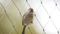 Zählung von Naturschützern: Weniger Spatzen in deutschen Gärten