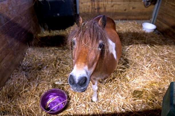 Bild vergr&ouml;&szlig;ern: Pony blockiert Bahnübergang in Coesfeld - Polizei muss Tier namens Kira einfangen