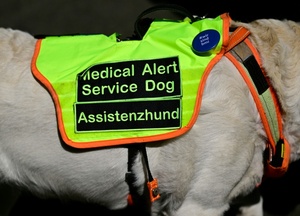 Gericht: Anspruch auf Assistenzhund bei Posttraumatischer Belastungsstörung