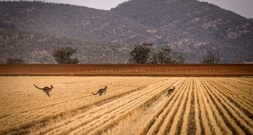 Trockenheit, hohe Düngerpreise, Mäuse: Australien rechnet mit geringer Weizenernte
