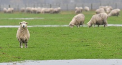 25 Mutterschafe von Weide gestohlen - Lämmer zurückgelassen
