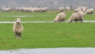25 Mutterschafe von Weide gestohlen - Lämmer zurückgelassen