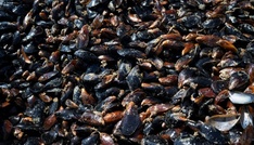 Aquakultur: Muschelproduktion steigt stark um 42,1 Prozent