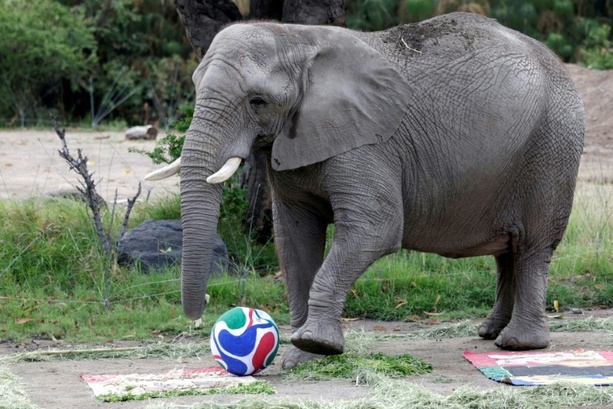 Bild vergr&ouml;&szlig;ern: Elefanten und Gorillas in mexikanischem Zoo als WM-Orakel