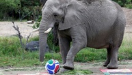 Elefanten und Gorillas in mexikanischem Zoo als WM-Orakel