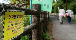 Schulschließungen in japanischer Stadt wegen streunenden Bären
