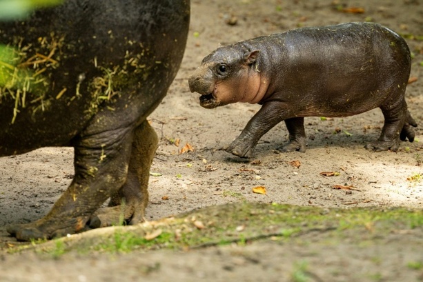 Bild vergr&ouml;&szlig;ern: Zwergflusspferd in Berliner Zoo heißt Brötchen