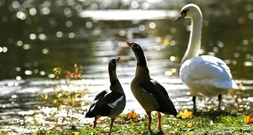 Armbrustattacken auf Vögel an Moselufer: Polizei identifiziert Verdächtigen