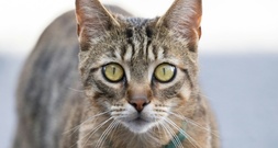 Baden-Württemberg: Radrennfahrer stirbt nach Zusammenstoß mit Katze