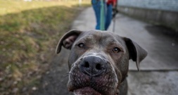 84-Jähriger in Baden-Württemberg bei Hundeattacke an Hals schwer verletzt