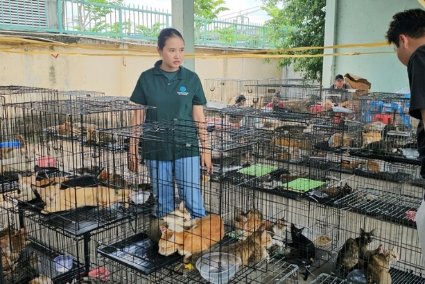Bild vergr&ouml;&szlig;ern: Polizei in Vietnam zerschlägt Katzenfleisch-Netzwerk