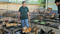 Polizei in Vietnam zerschlägt Katzenfleisch-Netzwerk