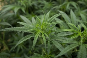 Rohrbruch führt Polizei zu illegaler Cannabisplantage in Nordrhein-Westfalen