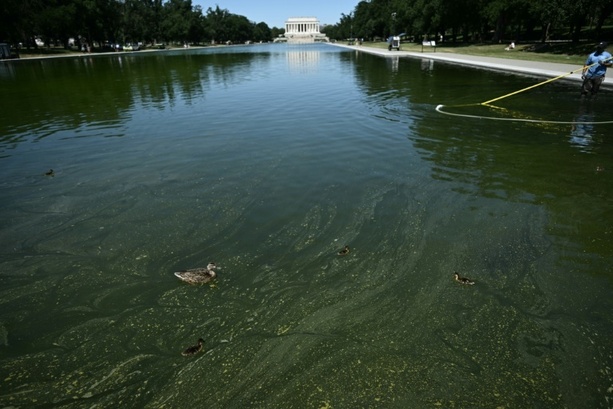 Bild vergr&ouml;&szlig;ern: Washington: Von Trump renoviertes Wasserbecken von Algen befallen