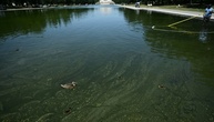 Washington: Von Trump renoviertes Wasserbecken von Algen befallen