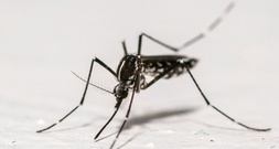 RKI rechnet mit Ausbreitung des West-Nil-Virus
