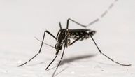RKI rechnet mit Ausbreitung des West-Nil-Virus