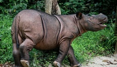 Indonesien will letztes Borneo-Nashorn einfangen und künstlich befurchten
