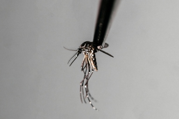 Bild vergr&ouml;&szlig;ern: Armee soll in Sri Lanka bei Eindämmung von Dengue-Fieber helfen