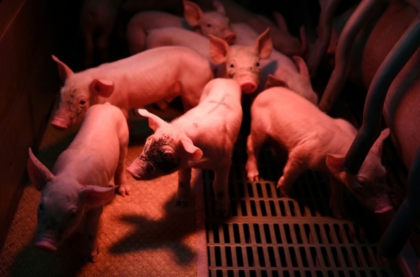 Bild vergr&ouml;&szlig;ern: Brand mit 57.000 toten Schweinen: Tierhaltung in Alt Tellin ist Geschichte