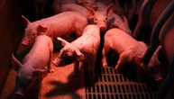 Brand mit 57.000 toten Schweinen: Tierhaltung in Alt Tellin ist Geschichte