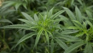 Gericht: Handel mit Cannabisjungpflanzen in Nährlösung verboten