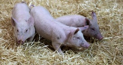 600 Ferkel ohne Wasser: Autobahnpolizei stoppt Tiertransport bei Hitze in Bayern