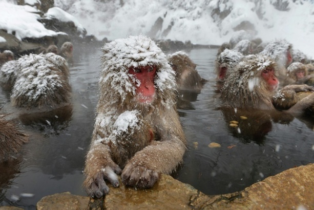 Bild vergr&ouml;&szlig;ern: Schlechtes Benehmen von Touristen: Schneeaffenpark in Japan begrenzt Besucherzahl