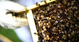 Frankreich debattiert erneut über die Wiederzulassung von Bienenkillern