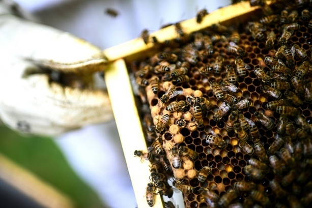 Bild vergr&ouml;&szlig;ern: Frankreich debattiert erneut über die Wiederzulassung von Bienenkillern